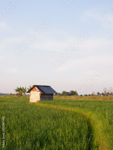 house in the field, farm house and rice field look imaging. or gubug tempat istirahat petani di tengah sawah yang hijau © muchani