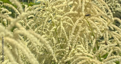 Bienen an der Bienenweide ein Geißbart