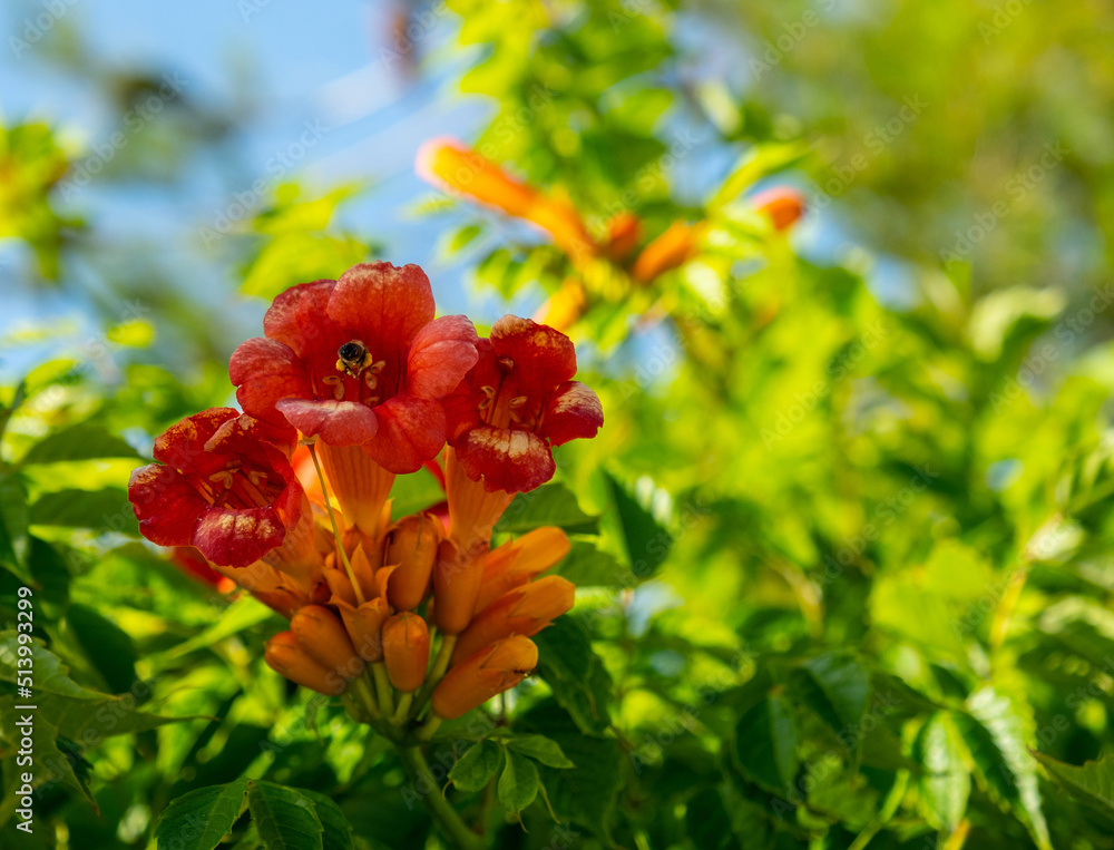 Honey Bee On The Trumpet Vine Flower. Beautiful Red Flowers Of The 