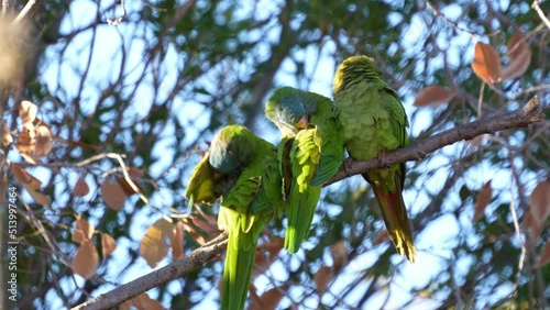 Blue-crowned Parakeets ( Thectocercus acuticaudatus) grooming, natural habitat. Northern Argentina. Slow motion. photo