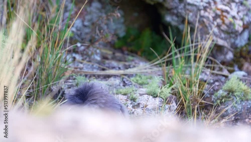 Close-up view of a  Plumbeous Sierra-Finch (Geospizopsis unicolor). Natural habitat in the mountains of South America. Slow motion. photo