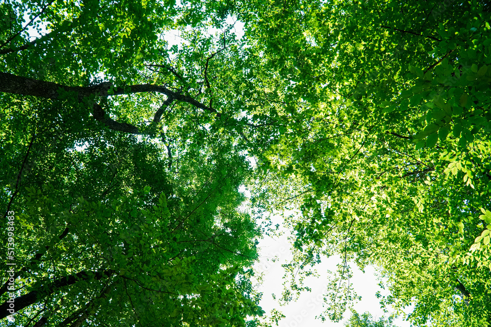 Fototapeta premium View on trees crowns, Green tree crown closeup