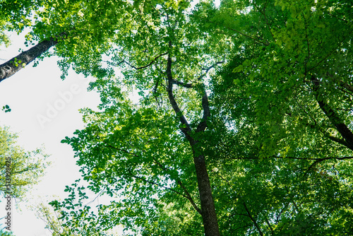 View on trees crowns  Green tree crown closeup