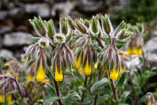 Orange-Yellow Onosma // Goldene Lotwurz (Onosma frutescens) - Mani, Peloponnese, Greece