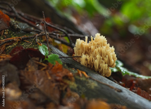 Yellow ramaria mushroom in forest