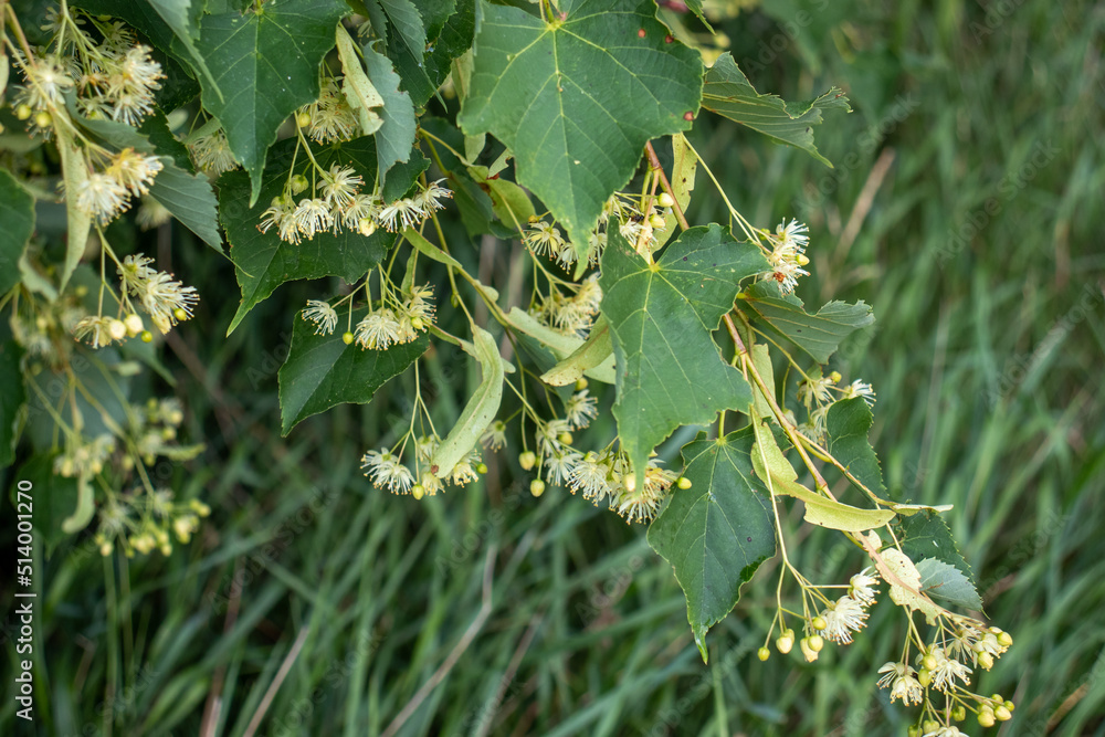 Linden flowers on a tree. Close-up of linden blossom. Blooming linden tree in the summer forest Linden flowers on a tree. Close-up of linden blossom. Blooming linden tree in the summer forest