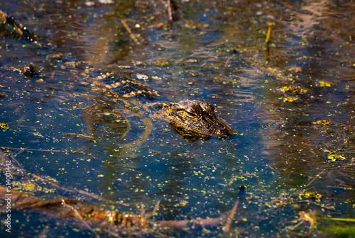 Baby Alligators in a wetland marsh at Orlando Wetlands Park in Florida.