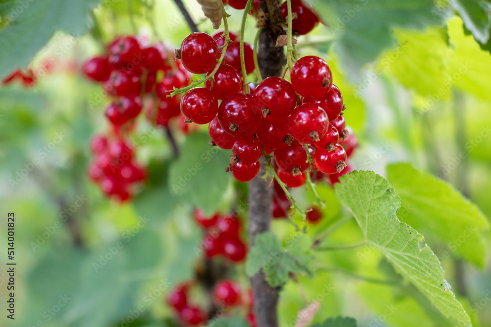 Close-up of red currant berries on a bush in the summer garden