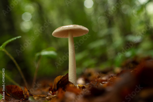 Single mushroom in forest