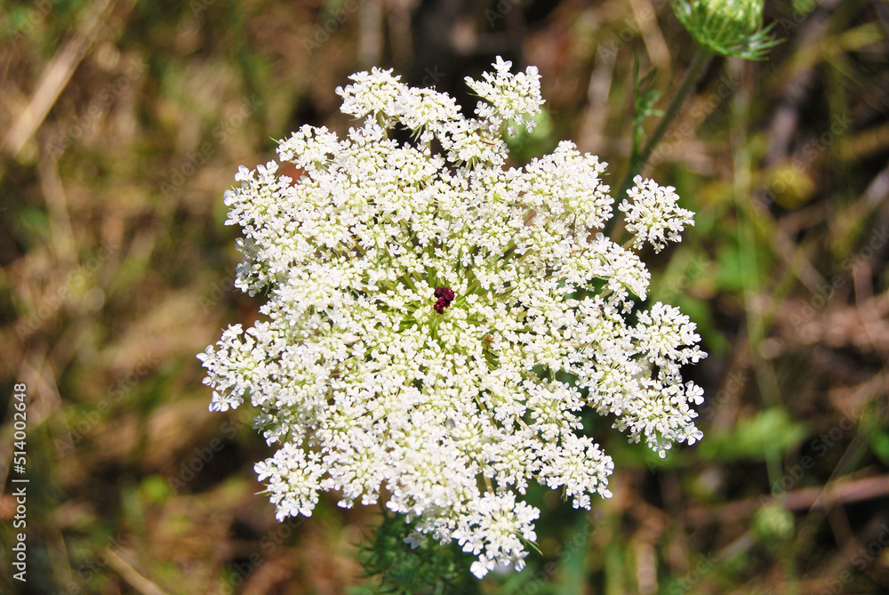 Giant Hogweed, plant of Giant Hogweed growing in a garden, Heracleum mantegazzianum Giant Hogweed, plant of Giant Hogweed growing in a garden, Heracleum mantegazzianum