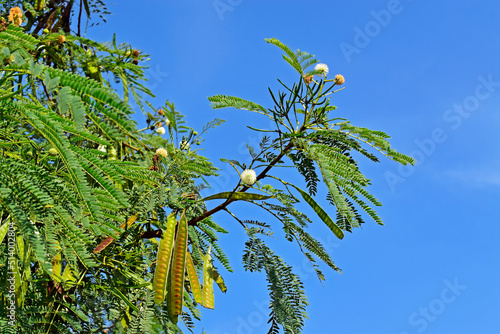 White leadtree or River tamarind flowers and seeds (Leucaena leucocephala) photo