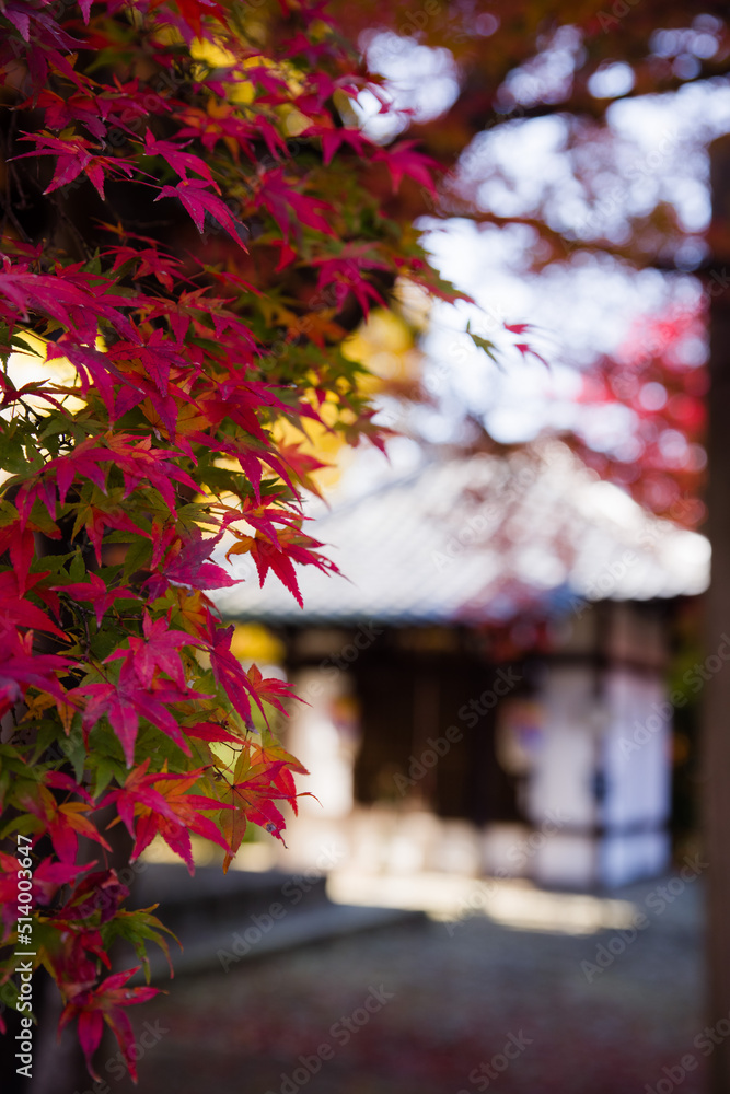 京都真如堂の紅葉