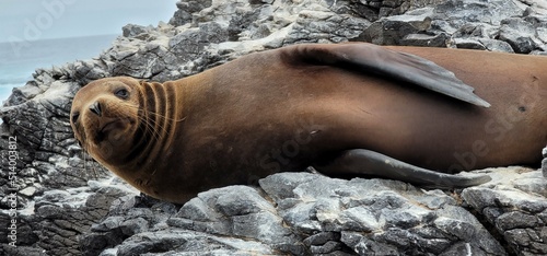 Galapagos sea lions photo