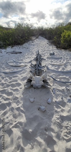 Whale bones