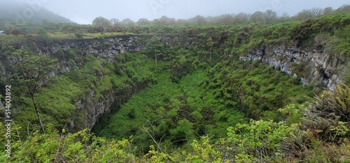 Galapagos island forest