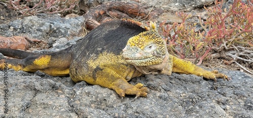 Galapagos land iguana