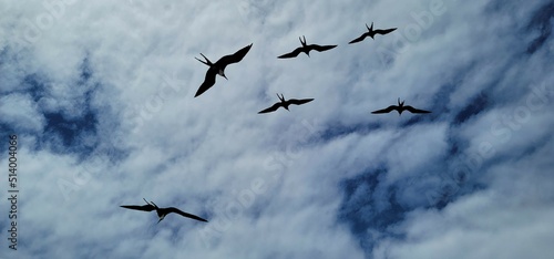 Frigate birds