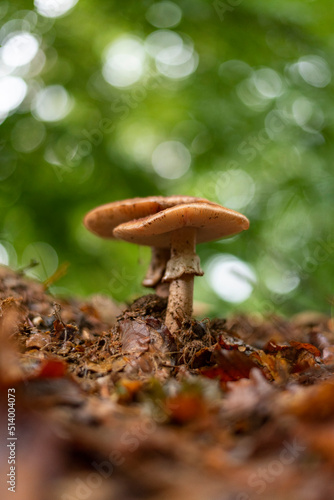 Two blusher mushrooms in forest