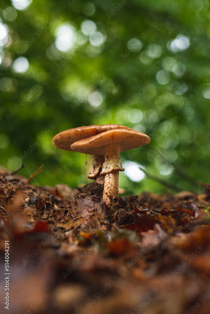 Two blusher mushrooms in forest Two blusher mushrooms in forest