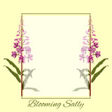 Blooming sally herbaceous wild plant with purple flowers.