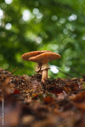 Two blusher mushrooms in forest