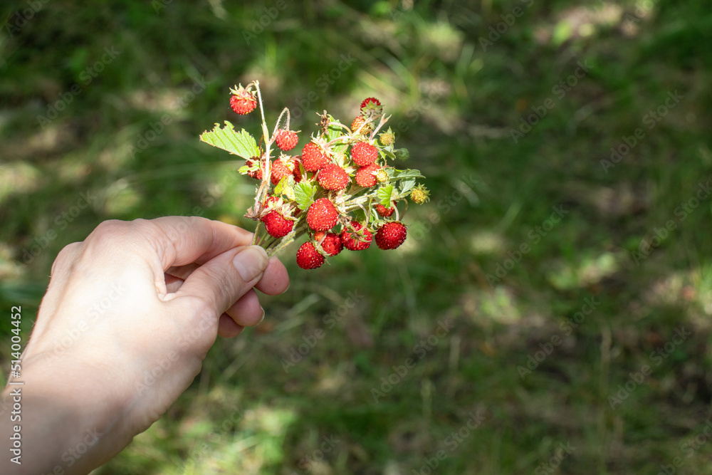 Wild strawberries on the steams in female hand on green grass background. Woman holding red berries. Summer lifestyle. Picking small strawberries in the forest