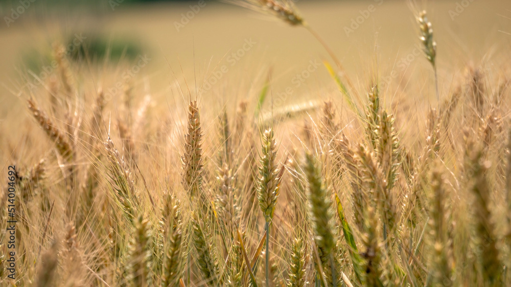Obraz premium Beautiful barley field landscape close to a country road in a rural area. Agriculture landscape with young wheat.