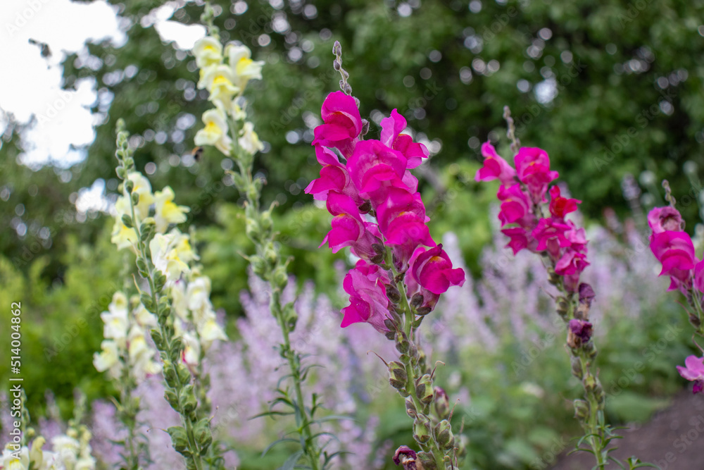 Fototapeta premium Antirrhinum Majus dragon flowers, snapdragons, pink dog flowers in the summer garden