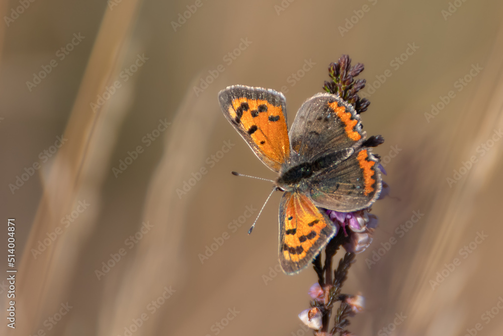 Small Copper Butterfly On A Light Brown Background Small Copper Butterfly On A Light Brown Background