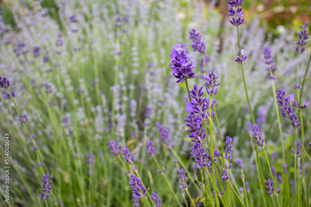 Purple Lavender flowers in the summer garden. Natural blurred floral background. Lavender field Purple Lavender flowers in the summer garden. Natural blurred floral background. Lavender field