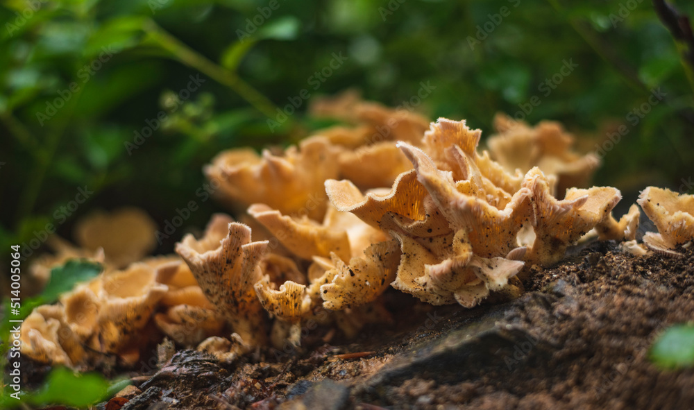 Cluster of yellow mushrooms on wet forest floor