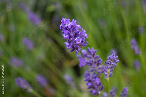 Purple Lavender flowers in the summer garden. Natural blurred floral background. Lavender field 