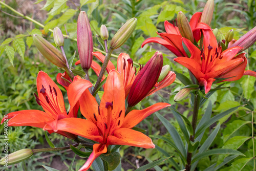 Red lily in the summer garden. Close-up of  lily flowers