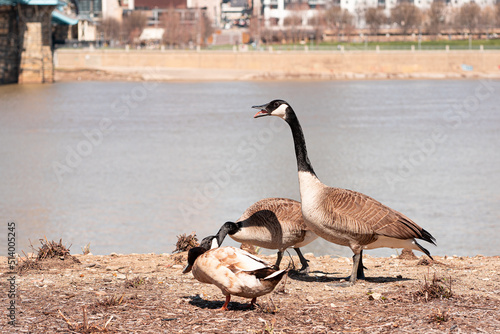 Geese honking near water skyline river cincinnati ohio