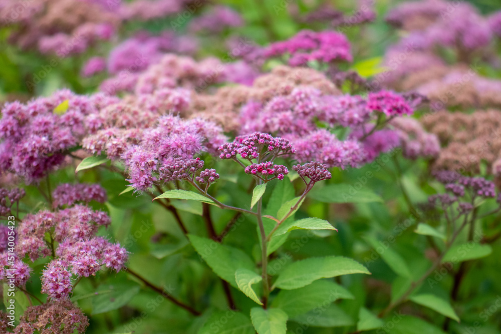 Pink spirea japonica flowers in the summer garden. Close-up