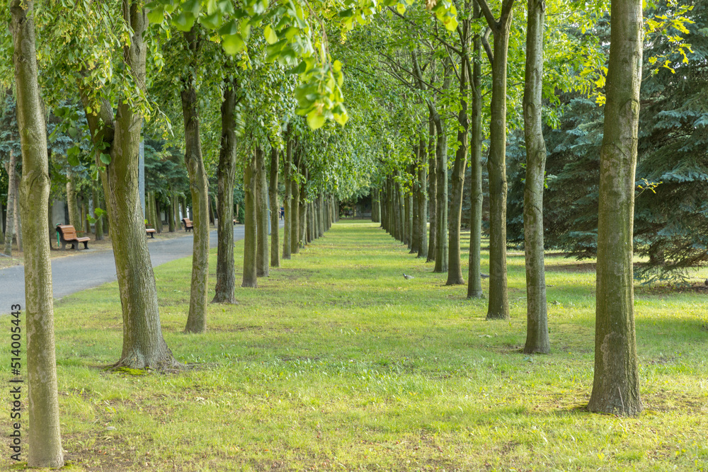 A row of trees in the park. A line of trees in the park.