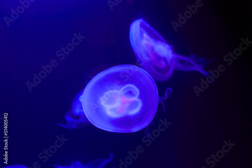 Beautiful illuminated ear jellyfish in aquarium.