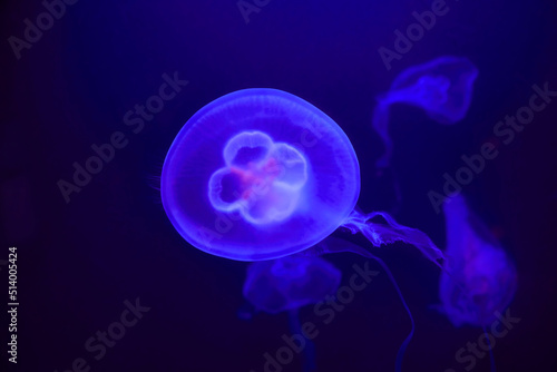 Beautiful illuminated ear jellyfish in aquarium.