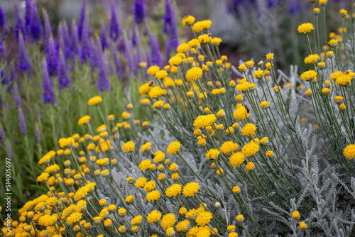Purple veronica flowers and Grey silver  santolina chamaecyparissus cotton lavender yellow flowers in the summer garden. 