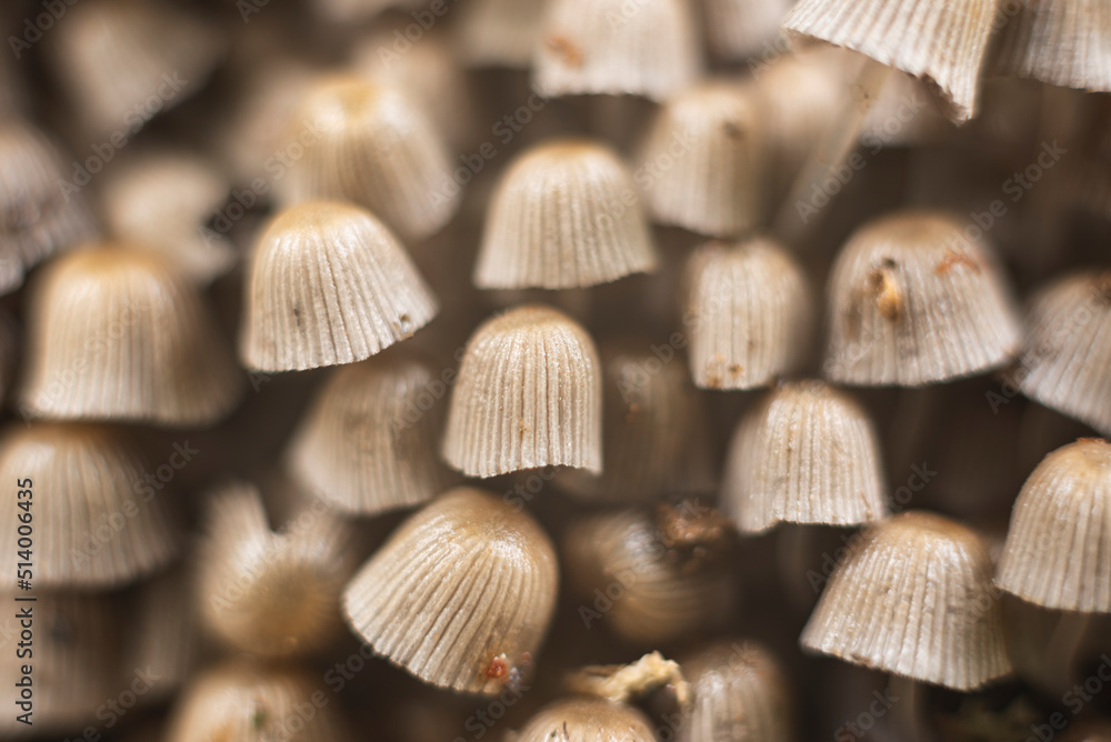 Numerous mushrooms grow in colony