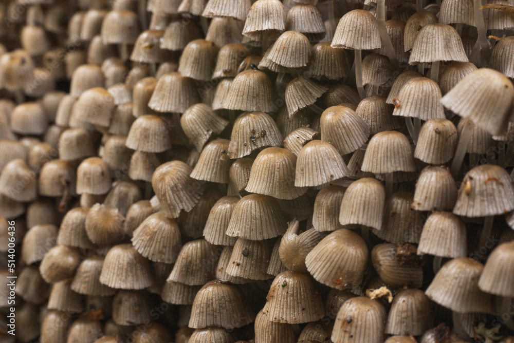 Fototapeta premium Numerous mushrooms grow in colony