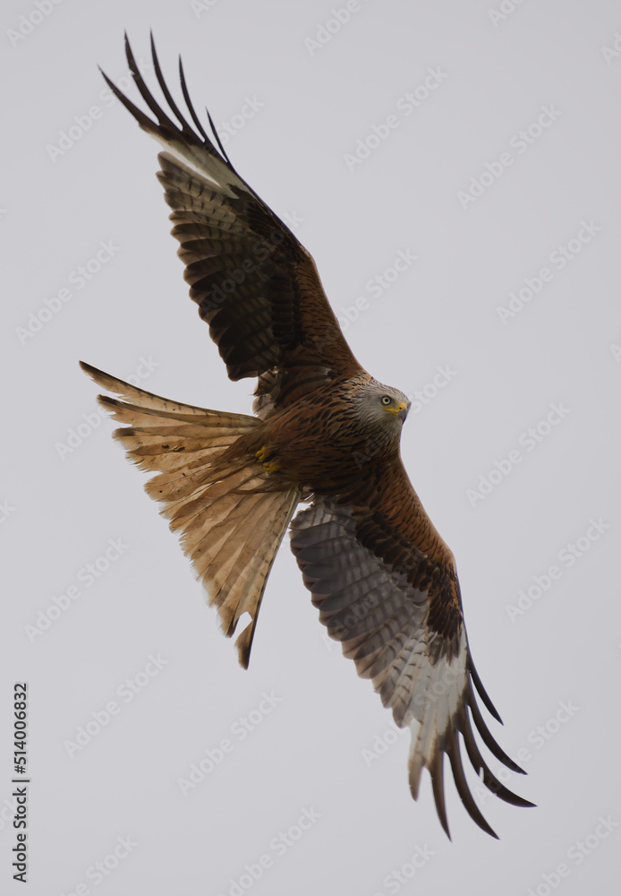 Fototapeta premium Red Kite Flying in the air