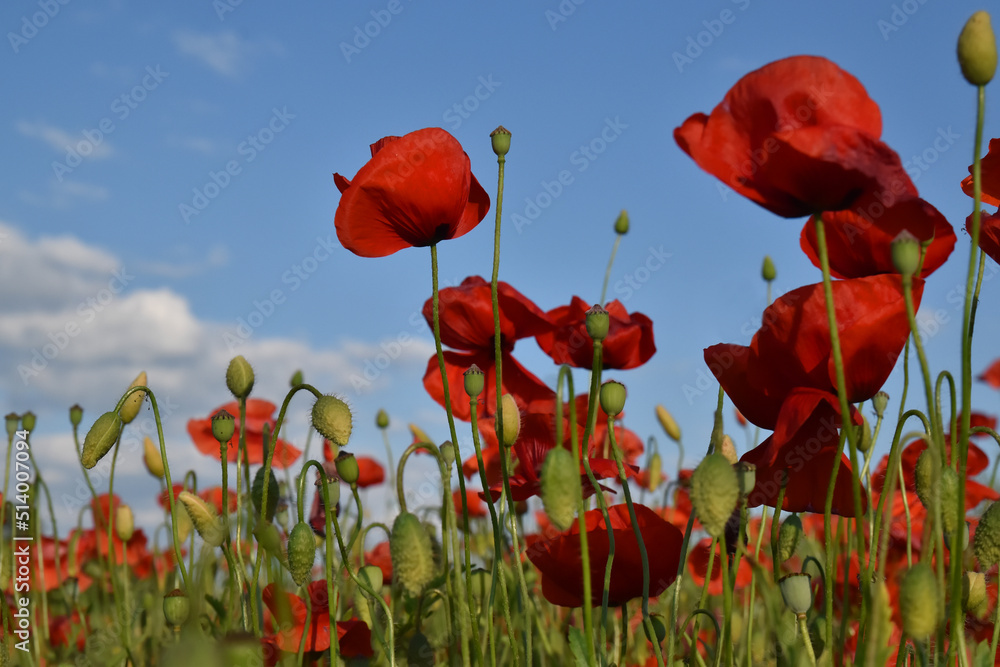 Obraz premium Poppy field