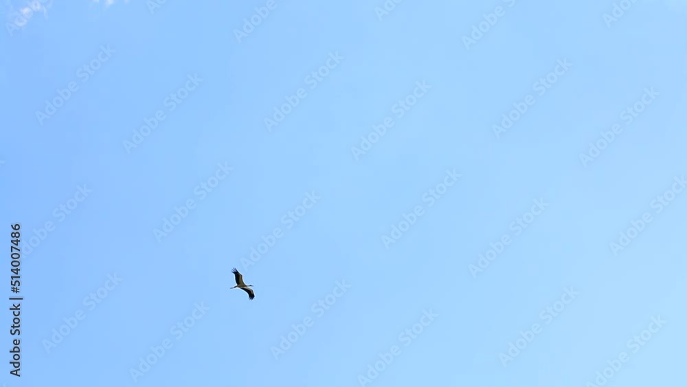 Flock of storks flying on the blue sky in Poland Flock of storks flying on the blue sky in Poland