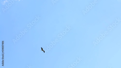 Flock of storks flying on the blue sky in Poland photo