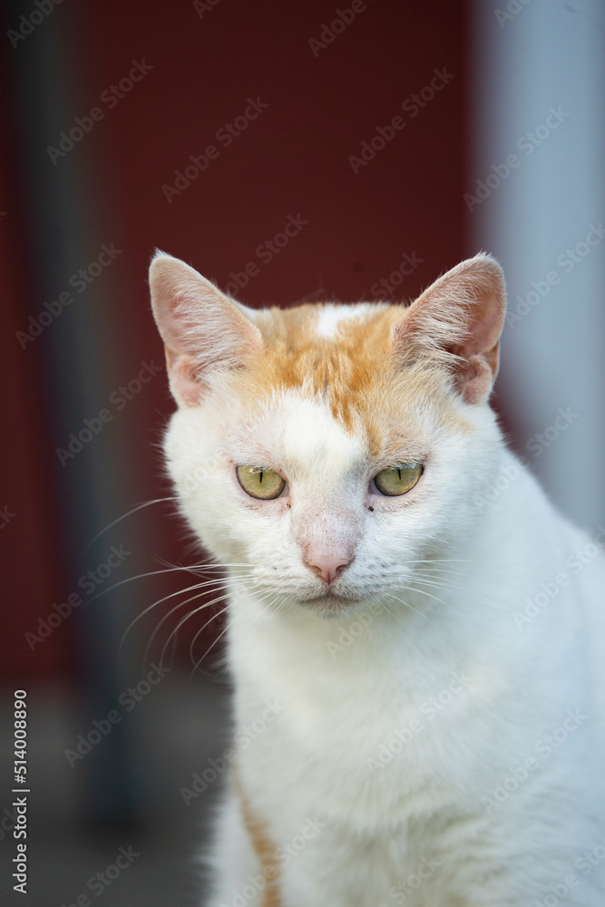 White cat with brown head looking White cat with brown head looking