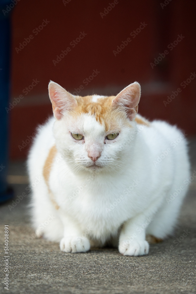 White and brown cat staring at camera White and brown cat staring at camera