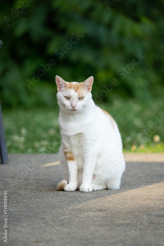 White and brown cat standing