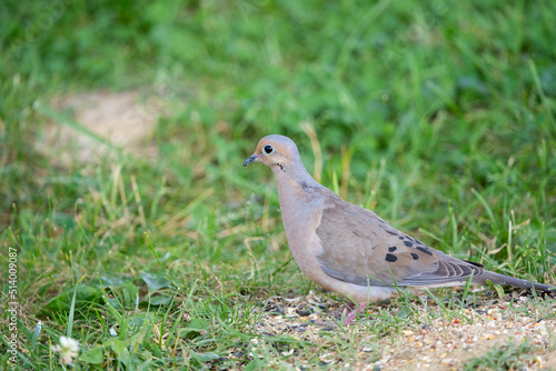 Mourning Dove looking around in grass © Joshua