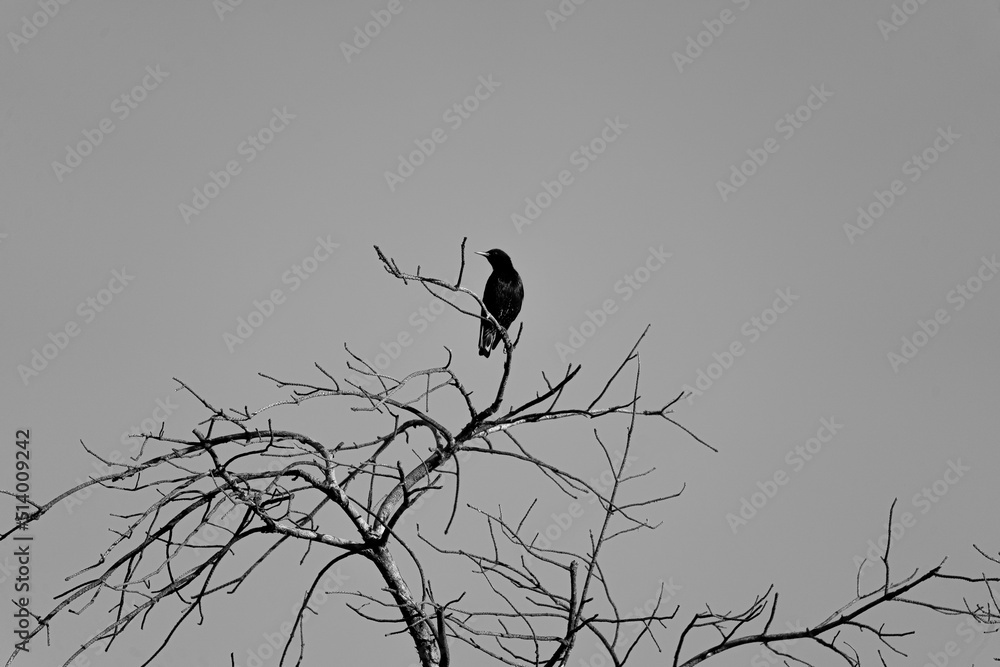 Black bird perched on tree in black and white Black bird perched on tree in black and white